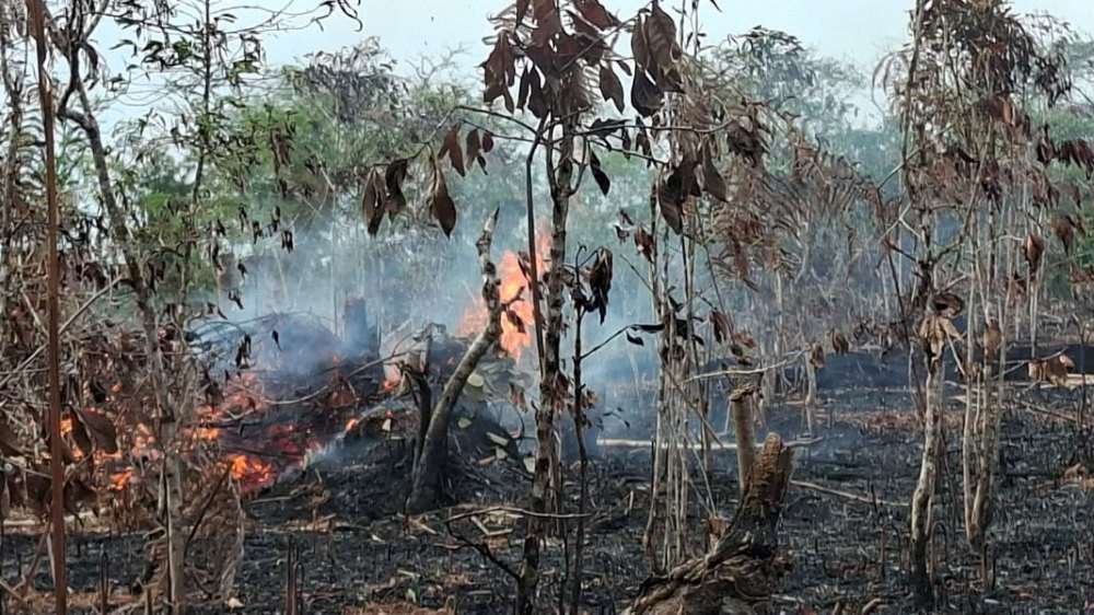 Wali Kota Balikpapan Larang Bakar Lahan, Ini Sanksi bagi Pelanggarnya