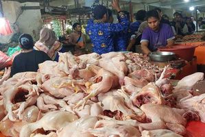 Harga daging ayam ras terus melonjak usai libur sekolah