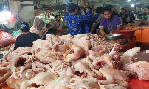 Harga daging ayam ras terus melonjak usai libur sekolah