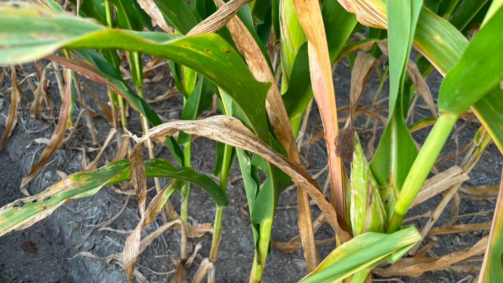 Salah satu komoditas unggalan petani di kawasan Jalur 16 adalah jagung, tanaman jagung kini terancam gagal panen, karena kekeringan