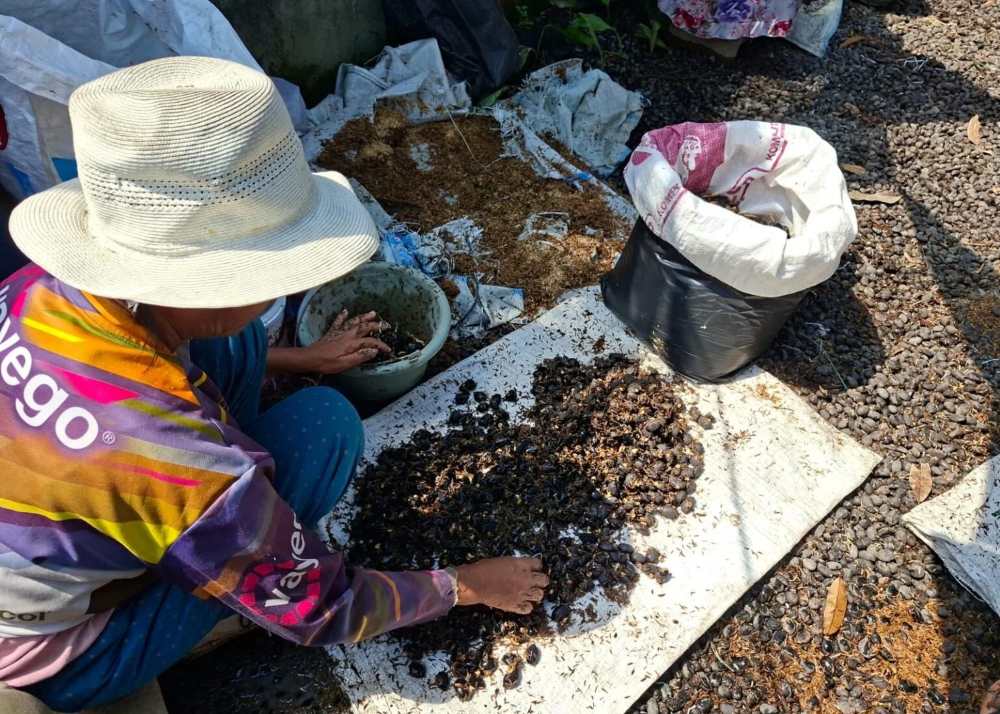 Produksi gula aren Genjah Kandolo Kutai Timur terkendala minimnya tenaga penyadap.