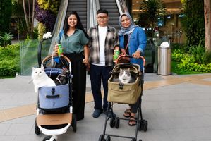 Grand Galaxy Park, cat-friendly mall (1).jpg