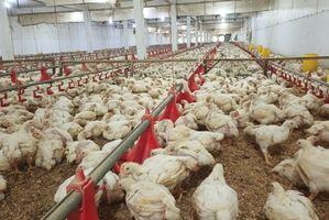 Harga daging ayam di Sumut terus menunjukkan tren kenaikan sepanjang sepekan terakhir