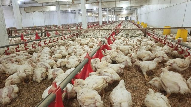 Harga daging ayam di Sumut terus menunjukkan tren kenaikan sepanjang sepekan terakhir 
