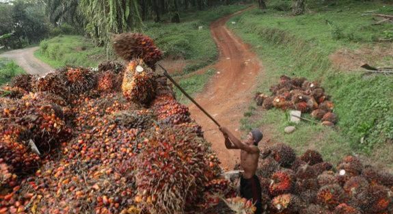 Petani menyusun tandan buah sawit 