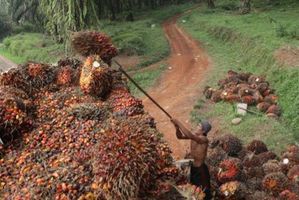 Petani menyusun tandan buah sawit