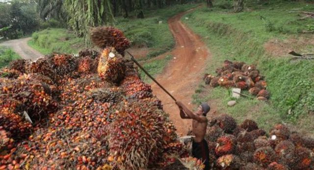 Petani menyusun tandan buah sawit