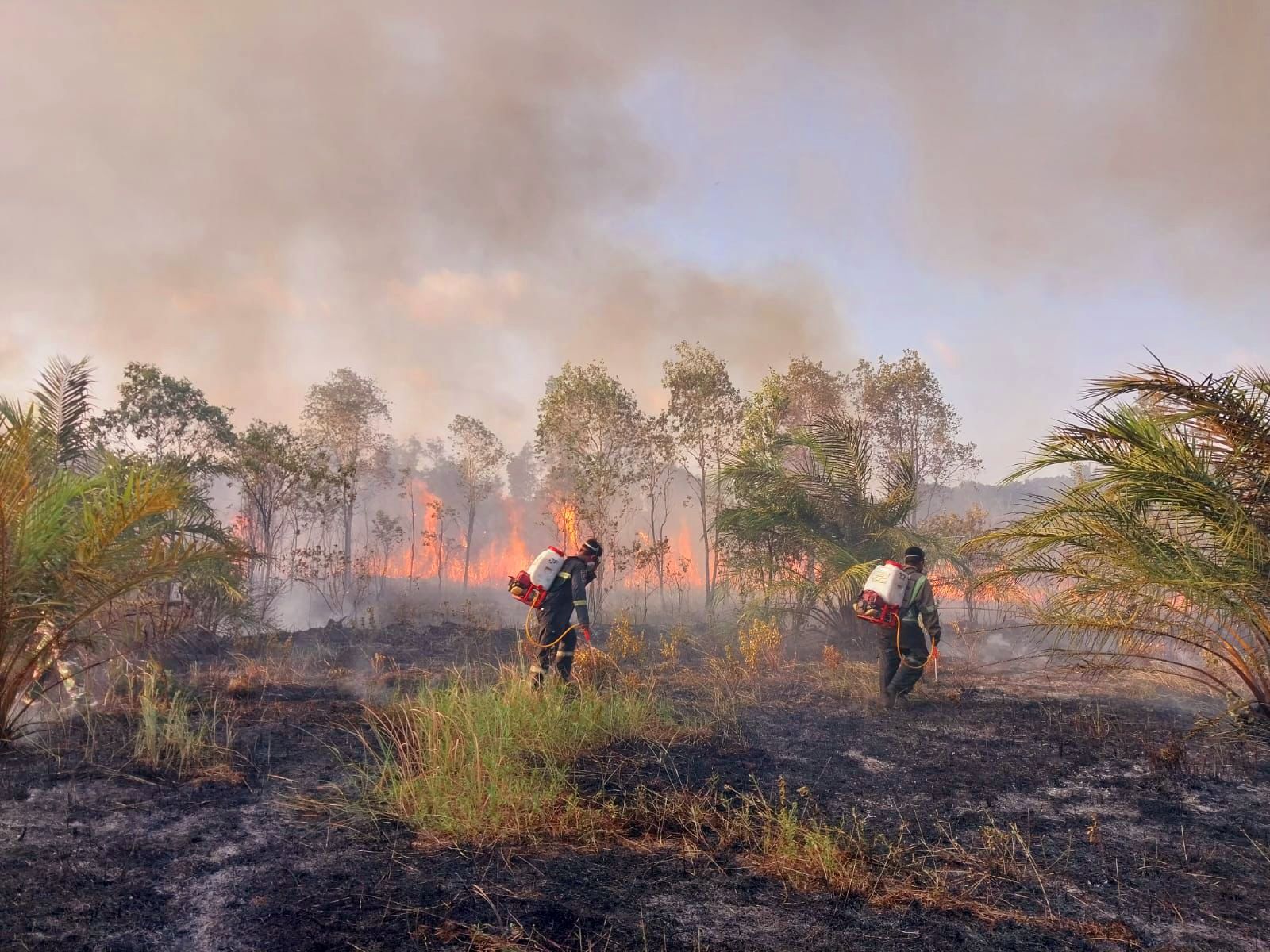 Petugas gabungan memadamkan kebakaran hutan di Desa Lenggang, Belitung Timur