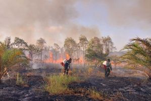 Petugas gabungan memadamkan kebakaran hutan di Desa Lenggang, Belitung Timur