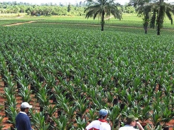 Pemkab Kutai Timur menyiapkan perluasan Komite Gender ke perusahaan sawit lainnya setelah program diterapkan di enam perusahaan pada 2026.