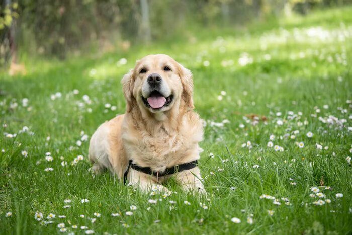 Anjing Labrador