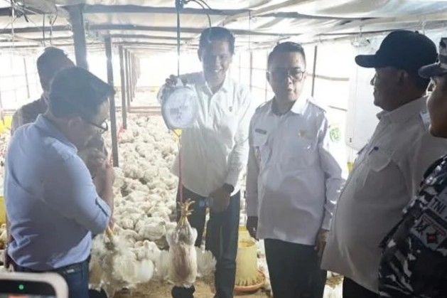 Panen perdana ayam pedaging di Kecamatan Bengalon.