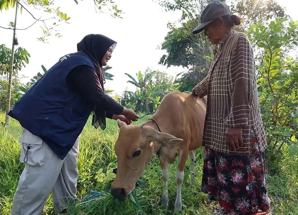 undip sapi.jpg