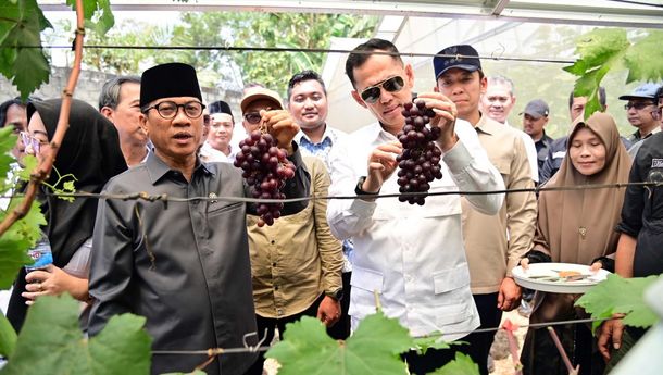 Panen Perdana Anggur BUMDes Merak Berseri, Mendes PDT Dorong Kolaborasi