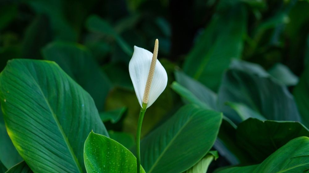 Peace Lily bisa menjaga kualitas udara dalam rumah