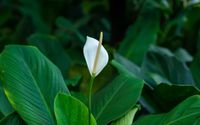 Peace Lily bisa menjaga kualitas udara dalam rumah