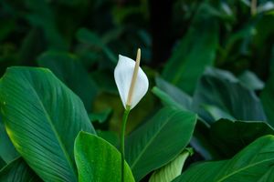Peace Lily bisa menjaga kualitas udara dalam rumah