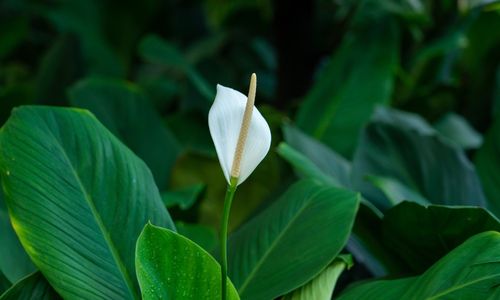 Peace Lily bisa menjaga kualitas udara dalam rumah