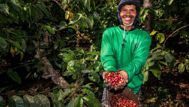 Kebun Kopi Ijen, Jejak Sejarah yang Menopang Ekonomi Rakyat
