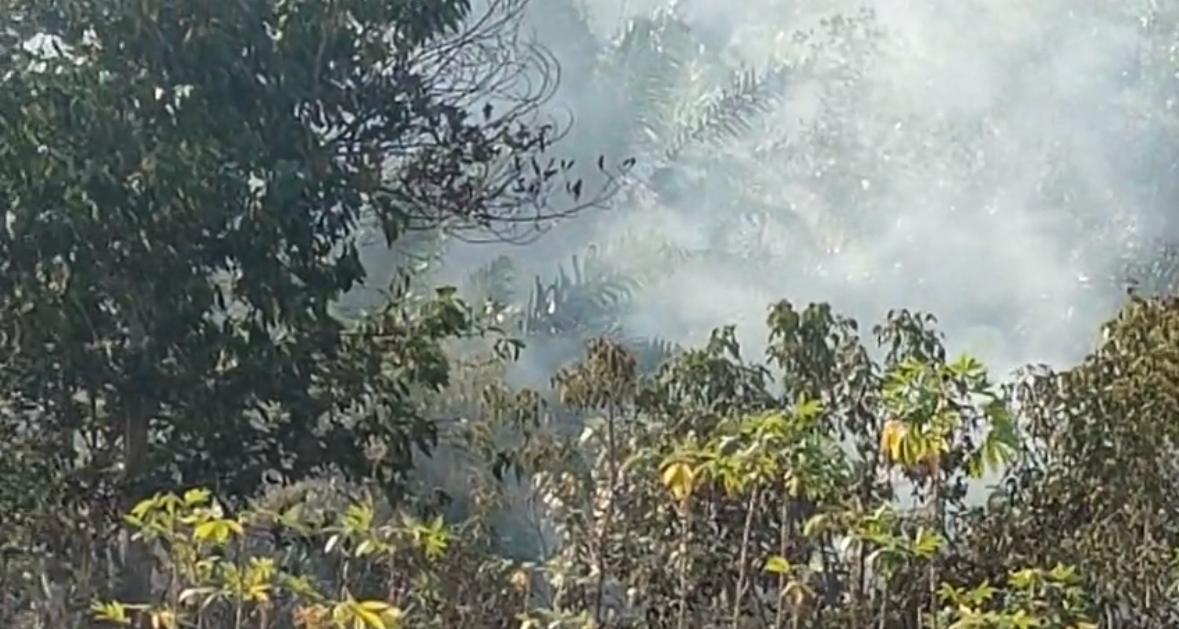 Karhutla Kaltim September Capai 2.505 Hektare 