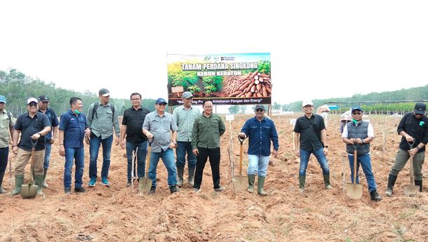 PTPN I Regional 7 Tanam Perdana Demplot Singkong Mukibat