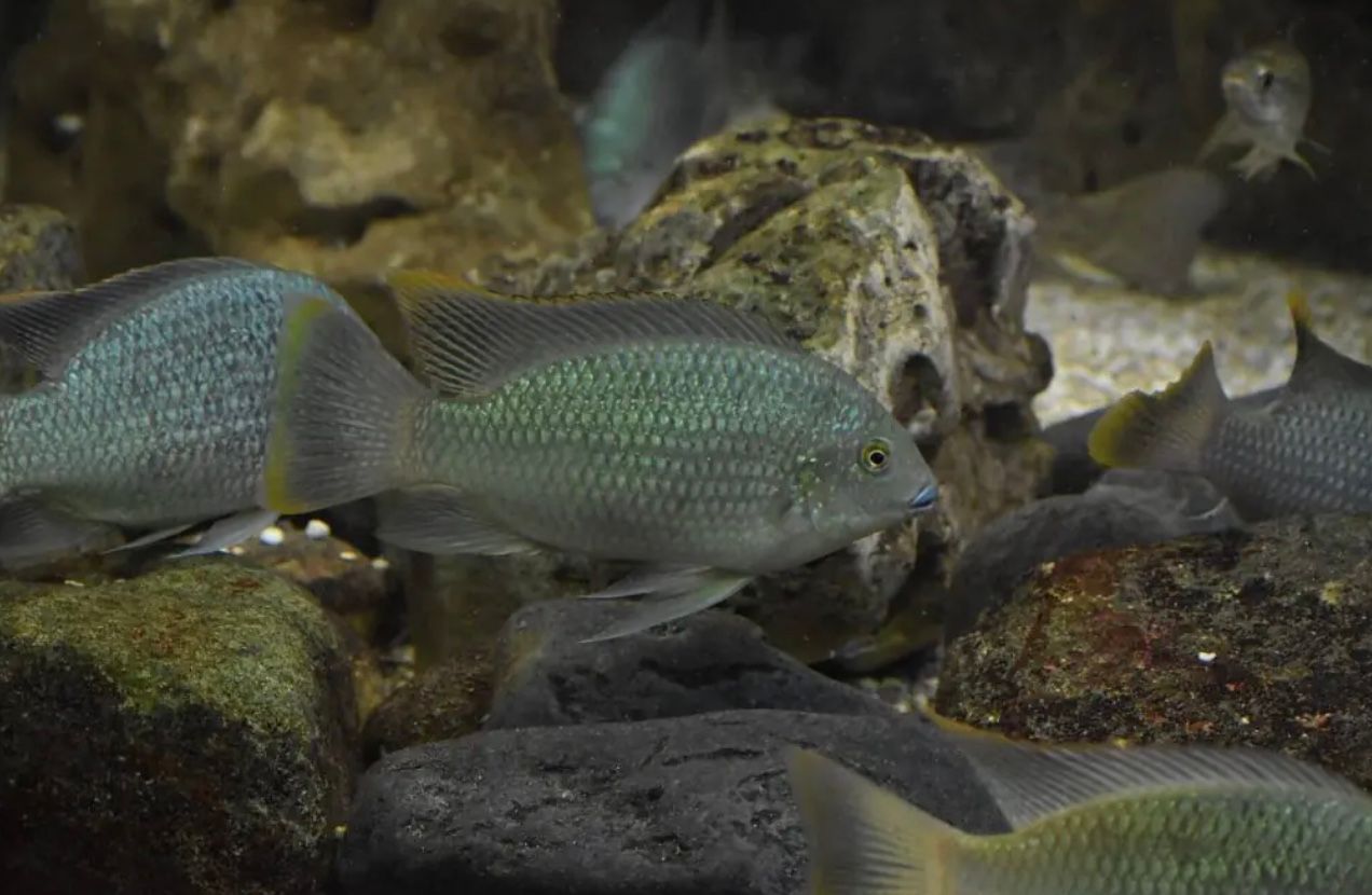 Kenali Ikan Nila Hitam yang Kini Mengancam Ekosistem Air Tawar Thailand