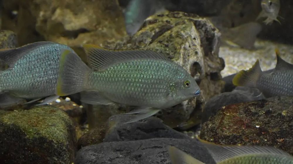 Kenali Ikan Nila Hitam yang Kini Mengancam Ekosistem Air Tawar Thailand