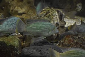 Kenali Ikan Nila Hitam yang Kini Mengancam Ekosistem Air Tawar Thailand