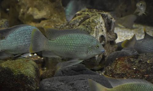 Kenali Ikan Nila Hitam yang Kini Mengancam Ekosistem Air Tawar Thailand