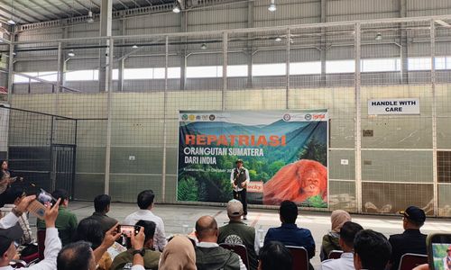 Menteri Kehutanan Raja Juli Antoni saat pemulangan seekor orangutan Sumatra bernama Rocky di Terminal Kargo Bandara Internasional Kualanamu