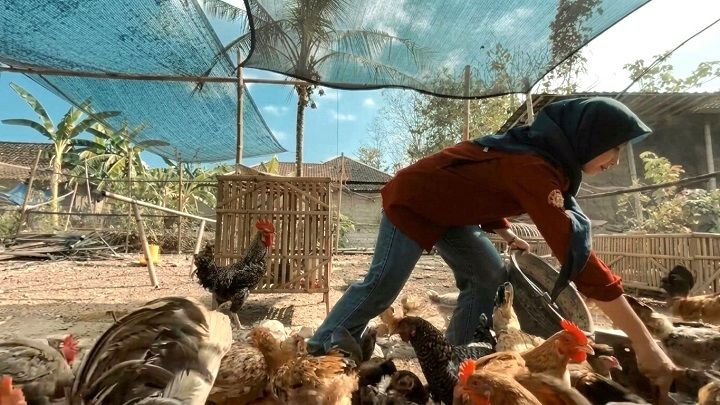 Mahasiswi Fapet UGM Sukses Silangkan Ayam Petelur dan Pedaging