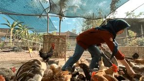 Mahasiswi Fapet UGM Sukses Silangkan Ayam Petelur dan Pedaging