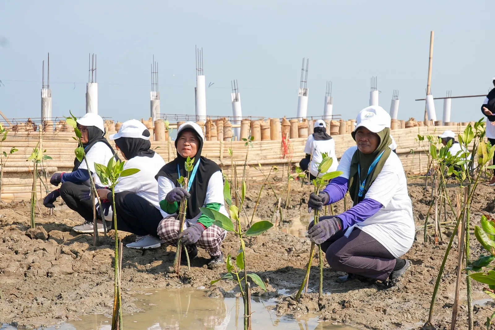 BRI Tanam 30 Ribu Mangrove untuk Lindungi Pantai Utara Jawa dari Abrasi