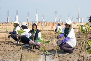 BRI Tanam 30 Ribu Mangrove untuk Lindungi Pantai Utara Jawa dari Abrasi
