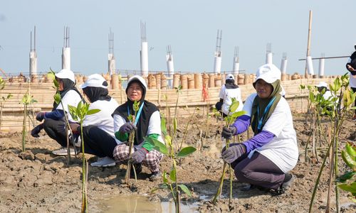 BRI Tanam 30 Ribu Mangrove untuk Lindungi Pantai Utara Jawa dari Abrasi